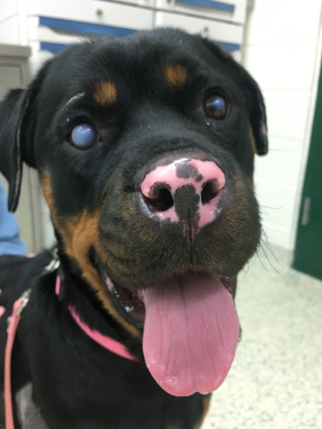Stella the Rottweiler.